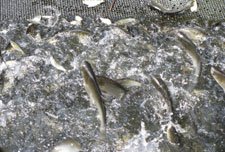 В Бердянской рыбе холеры не обнаружено
