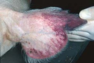 В Запорожской области выявлены свиньи больные африканской чумой