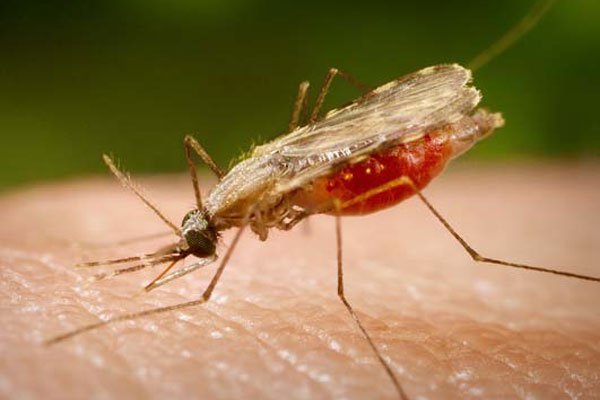 Грозит ли украинцам малярия?