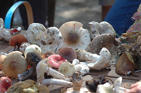 Запорожье на пороге сезона грибных отравлений