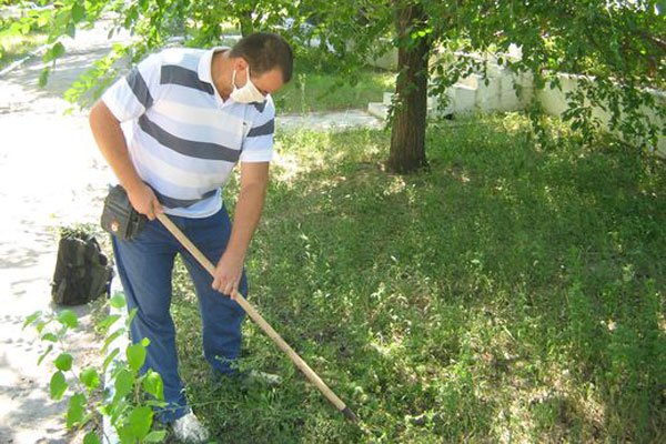 Житель Запорожья собственноручно уничтожил 3 миллиона кустов амброзии