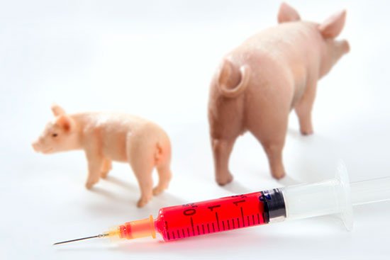 В Запорожье не зарегистрированы случаи заболевания свиным гриппом